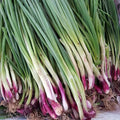 Escallion (Green Onion)