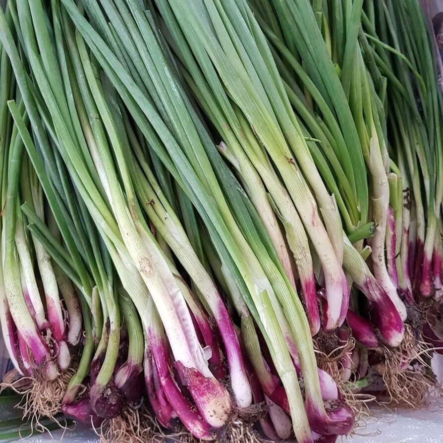 Escallion (Green Onion)