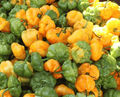Scotch Bonnet Pepper