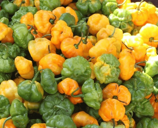 Scotch Bonnet Pepper