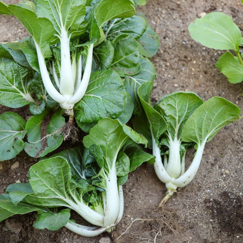 Pak Choi