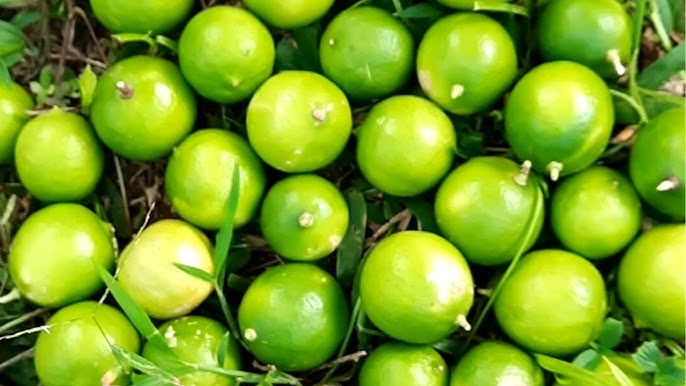 Lime