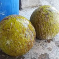 Breadfruit