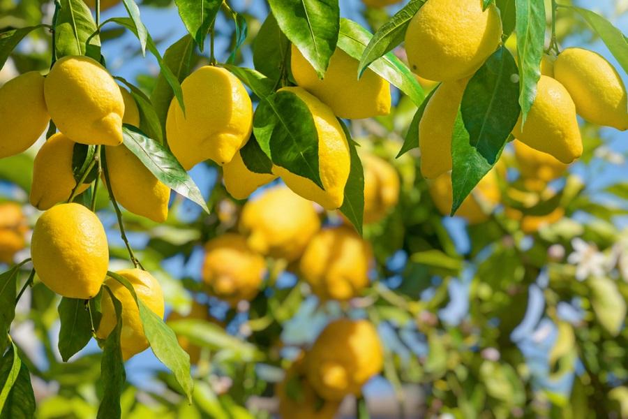 Lemon