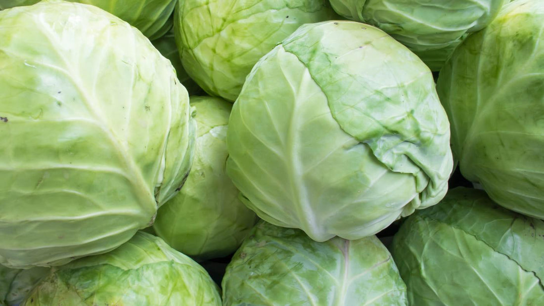 Cabbage